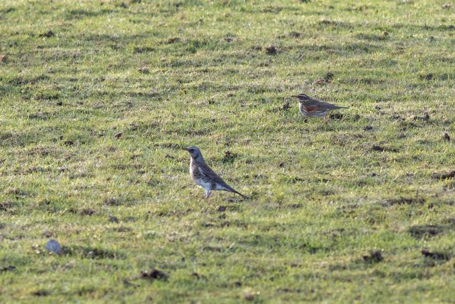 Redwing and Fieldfare peppering the grassy fields