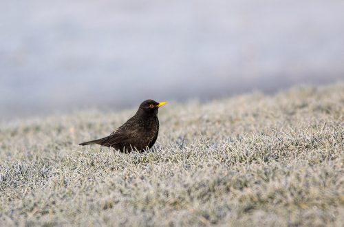Frosts and Ice in the Ouse Valley - Blackbird in the frosts