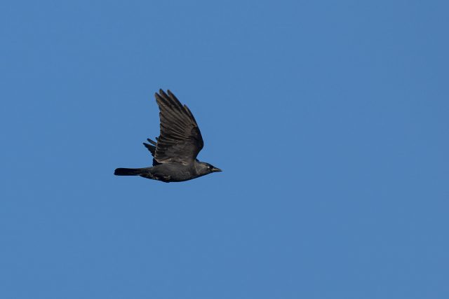 Jackdaw in Flight