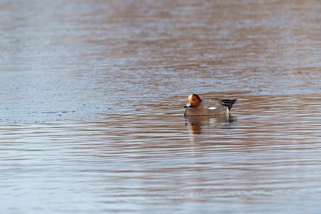 Eurasian Wigeon with frosty ice