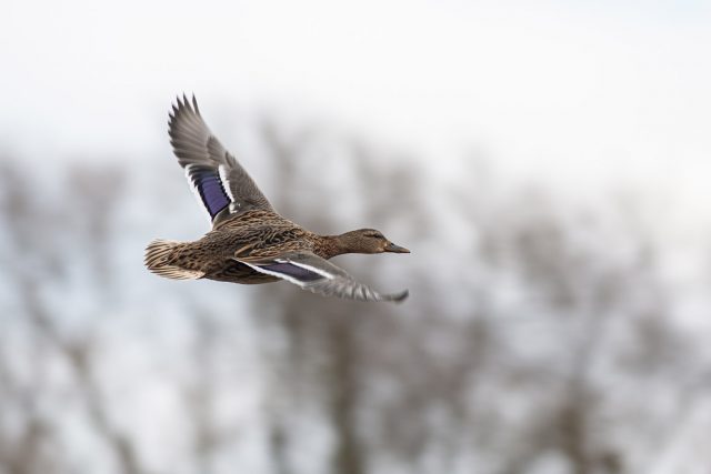 Female Mallard in flight