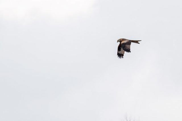 Red Kite out hunting