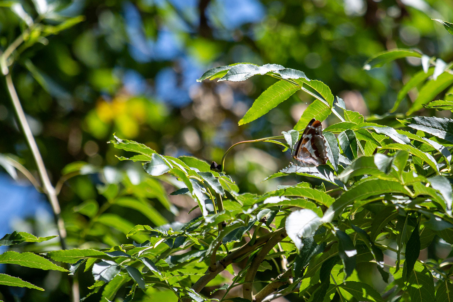 Purple Emperor - Butterflies of Milton Keynes