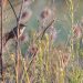 Marsh Warbler - Acrocephalus palustris
