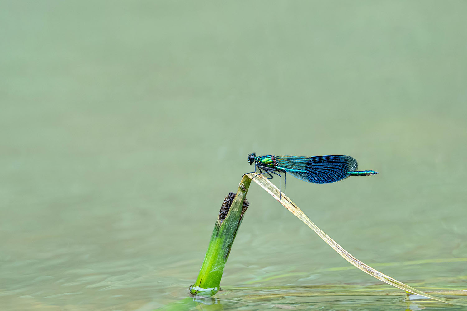 Banded Demoiselle shot with 200-600mm lens - How to Photograph Dragonflies