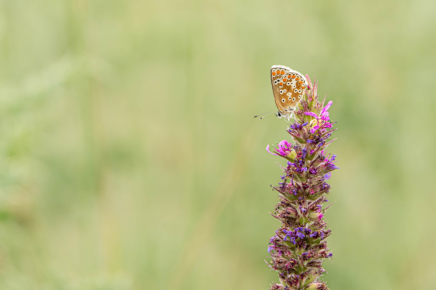 Brown Argus - Photographed using long lens (200-600 at 600mm)