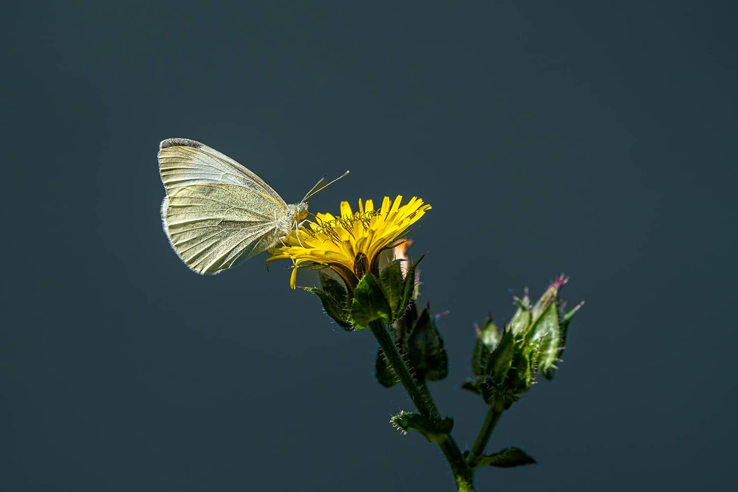 Small White - Grand Union Canal, Old Wolverton, Milton Keynes, Bucks - 2022