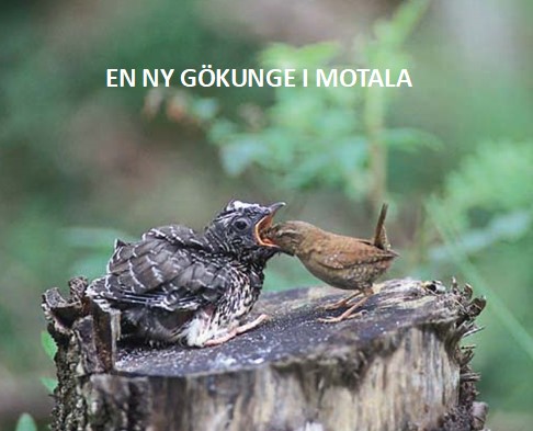 KONCERNEN – MOTALAS NYA GÖKUNGE!