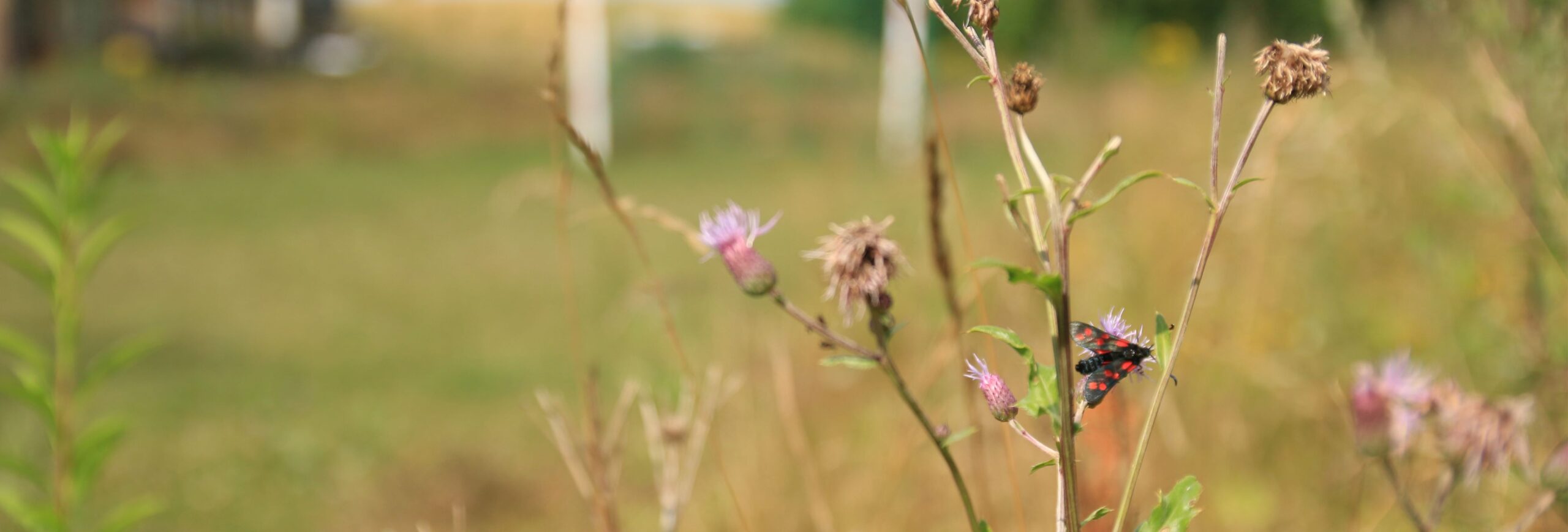 KAB_Header_4