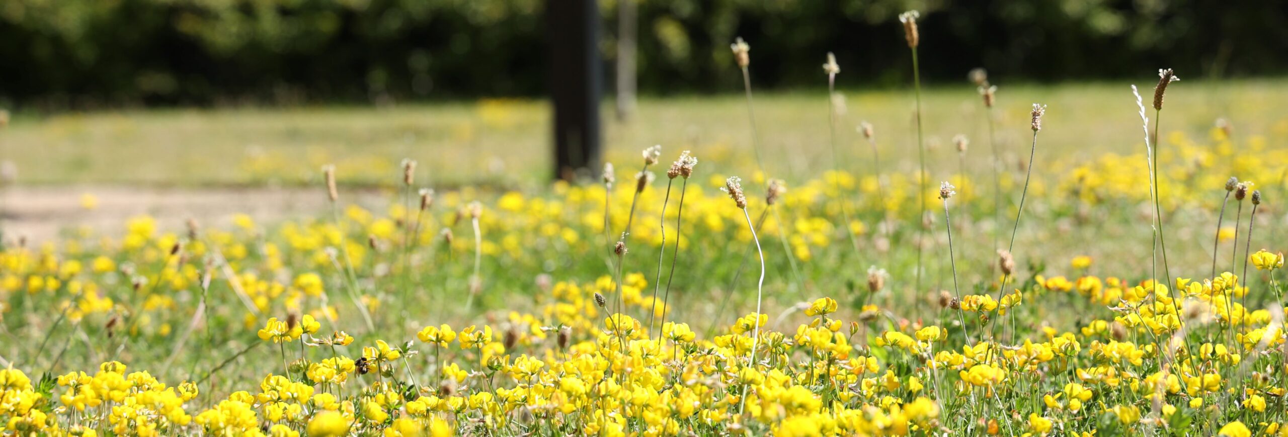 KAB_Header_5