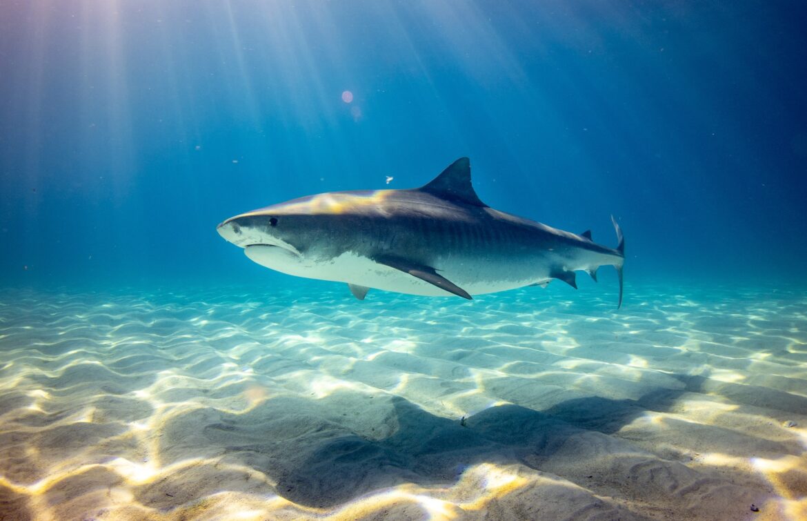 Flere hajangreb ved Bahamas