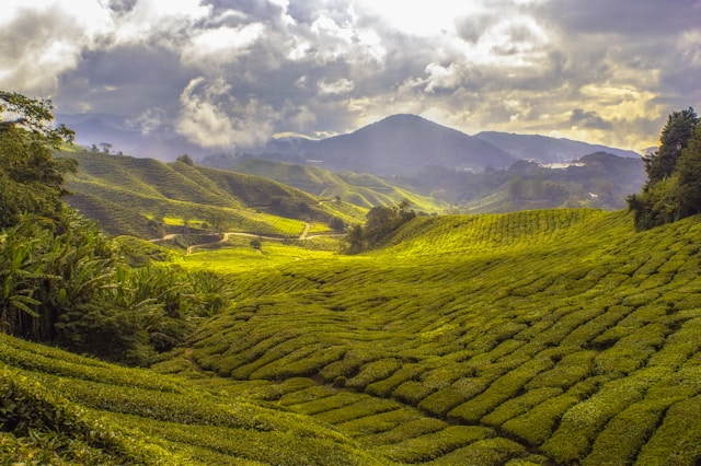 Rejsemål for dig der elsker te: Cameron Highlands