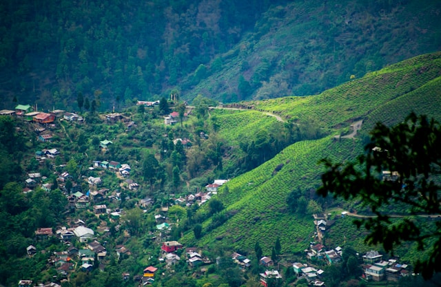 Rejsemål for dig der elsker te: Darjeeling i Indien