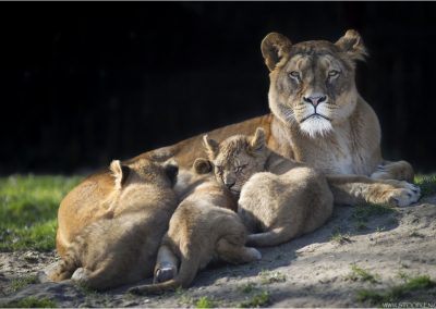 **** B&B Hakuna Matata - Pairi Daiza- Geraardsbergen