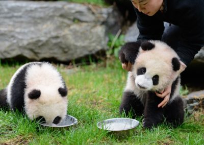 **** vakantievilla Hakuna Matata - logeren nabij Pairi Daiza- Geraardsbergen