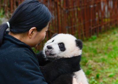 **** vakantievilla en B&B Hakuna Matata - logeren nabij Pairi Daiza- Geraardsbergen