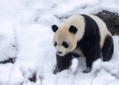 **** vakantievilla en B&B Hakuna Matata - logeren nabij Pairi Daiza- Geraardsbergen