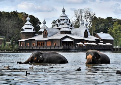 **** vakantievilla en B&B Hakuna Matata - logeren nabij Pairi Daiza- Geraardsbergen