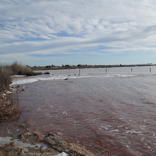 Torrevieja - Salinas de la Mata