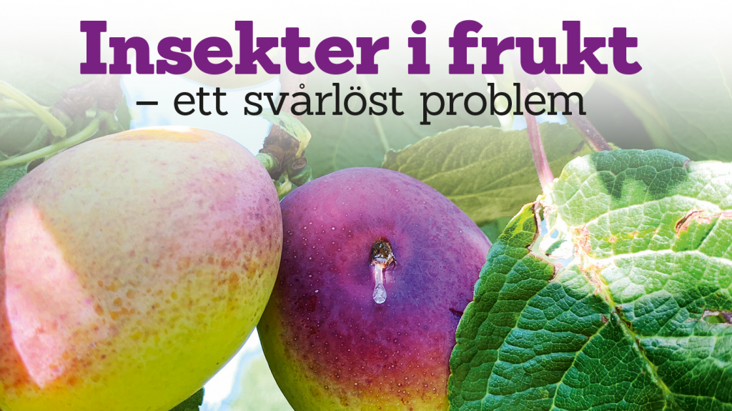 Insekter i frukt – ett svårlöst problem