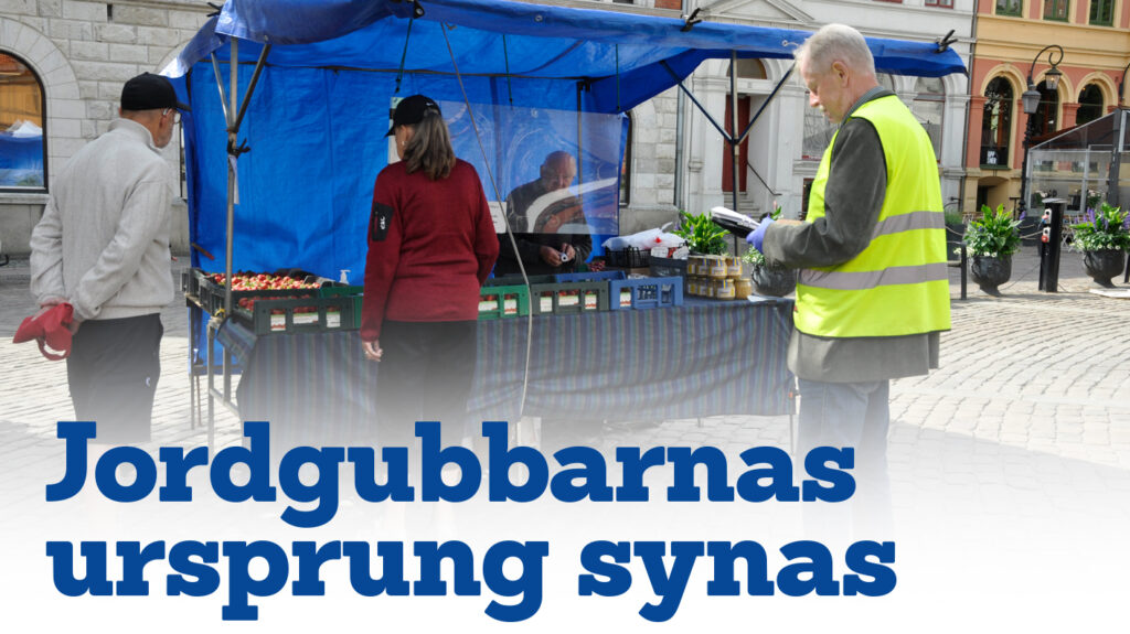 Jordgubbarnas ursprung synas