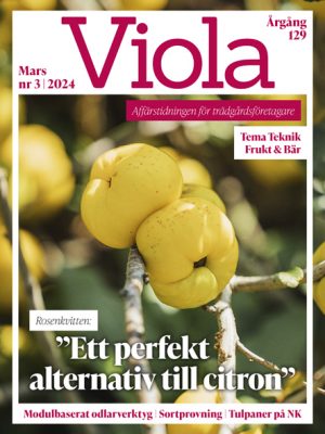 Framsida av Viola nr 3 2024