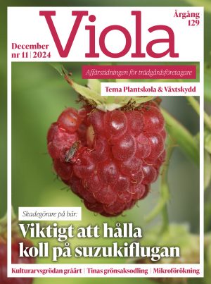 Framsida av Viola nr 11 2024