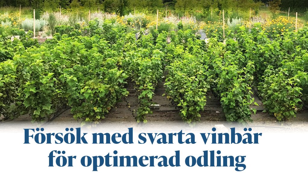Ur senaste numret Svarta vinbär