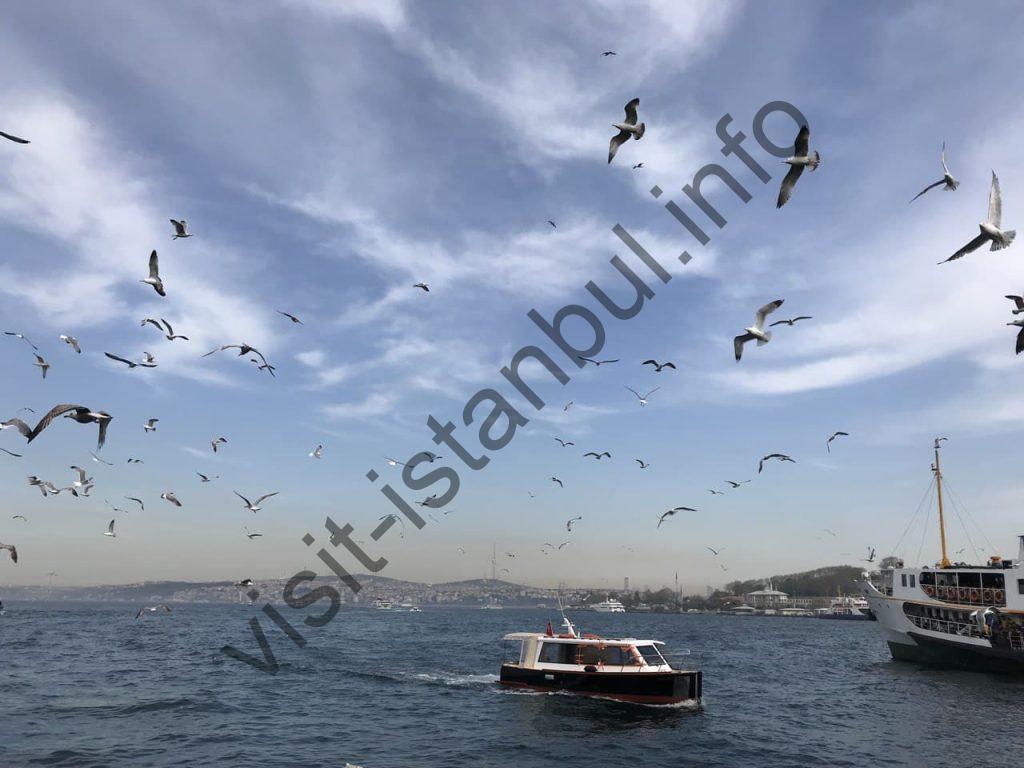 вид с Галатского моста на Стамбул, Босфор и чайки