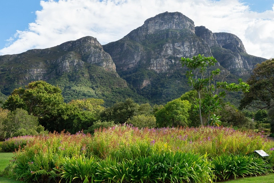 Kirstenbosch Botanical Garden Cape Town - Jardín Botánico Ciudad del Cabo - Kirstenbosch Botaniese Tuin in Kaapstad