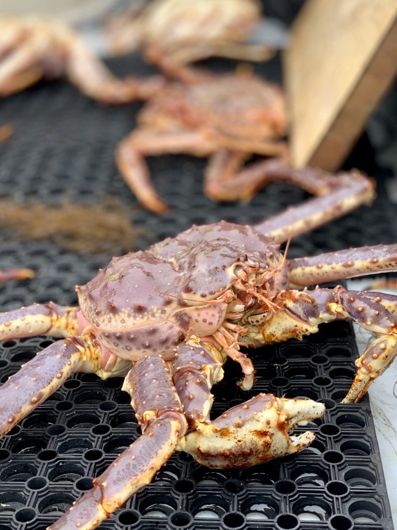 Go on a guided king crab safari