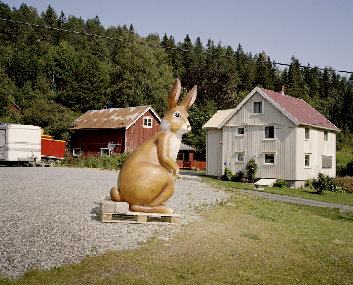 Hare på tunet - foto©Helge-Skodvin