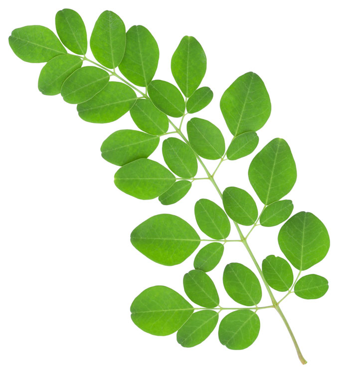 Moringa-Oleifera-Ast