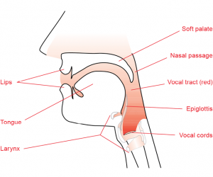 VocalTract_UK