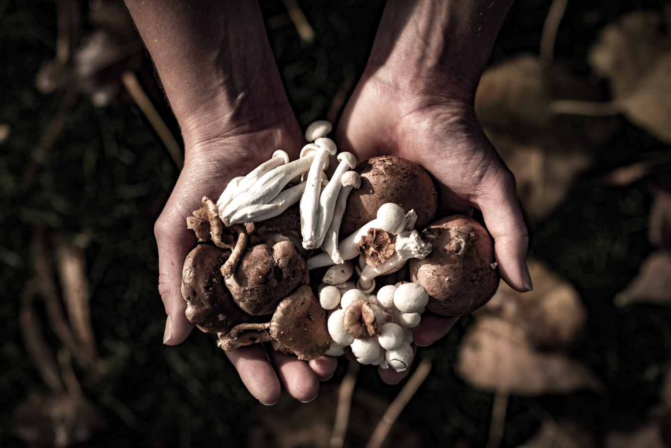 paddenstoelen herfst bos