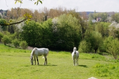 Busreis Huizingen