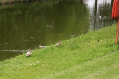 Ruytershovetocht 2013