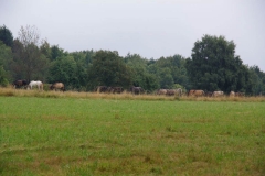 Vierdaagse Saarland