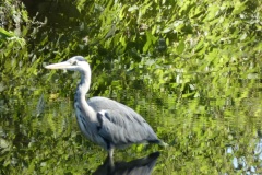 Stoomtuigwandeling 07-09-2025