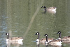 Stoomtuigwandeling 07-09-2025