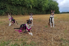 Enya (l), Ella (m), Rudi (r), Boogie (v)