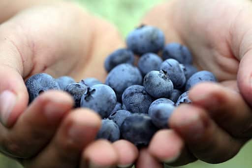 Eat blueberries - Photo Wikimedia Commons