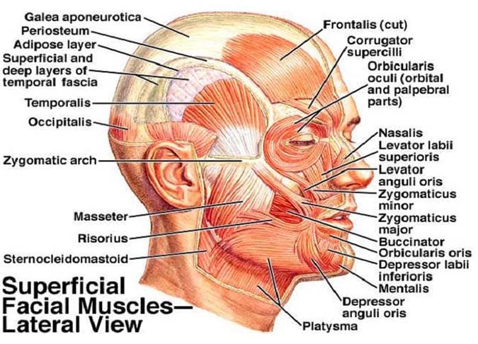 Cơ mặt - Ảnh Wiki