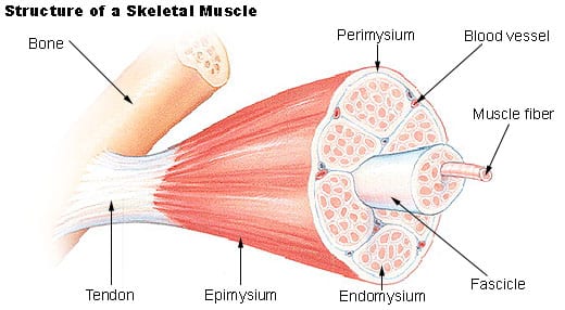 Dureri musculare - noduri musculare și puncte declanșatoare.