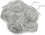 Cross-section av en nerve