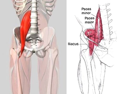Подвздошно поясничная мышца фото
