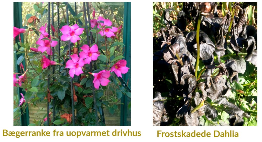 Havetips uge 41 – Vordingborg Plantehandel