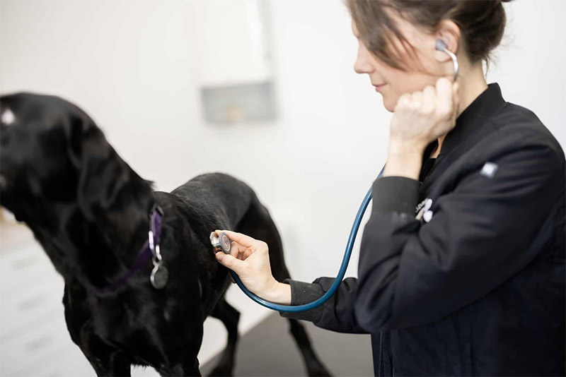 Hund-hos-Buddinge-Dyreklinik800p