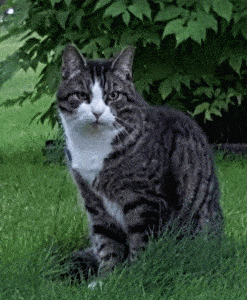 Katten Jäger, Molund