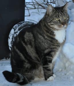 Katten Jameson, Skogshyddan